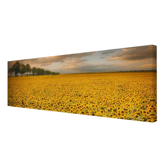 Leinwandbild - Feld mit Sonnenblumen - Panorama Quer