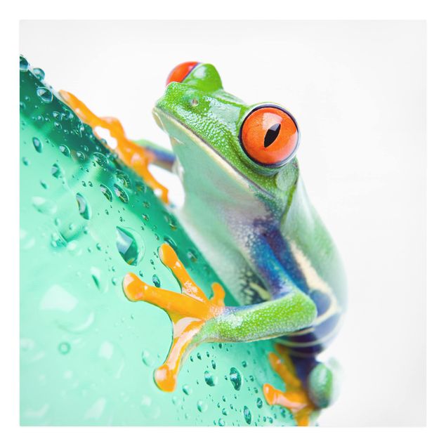 Leinwandbild - Frog - Quadrat 1:1