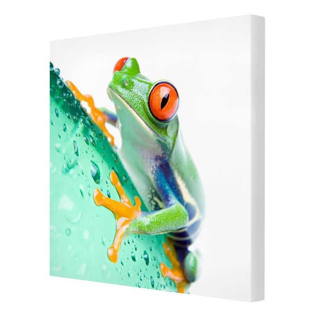 Leinwandbild - Frog - Quadrat 1:1
