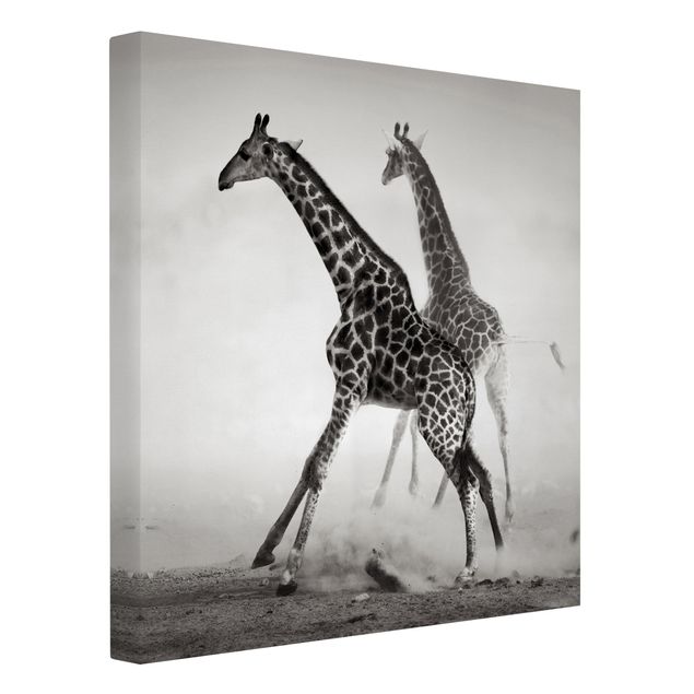 Leinwandbild Schwarz-Weiß - Giraffenjagd - Quadrat 1:1