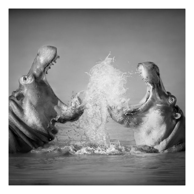 Leinwandbild Schwarz-Weiß - Hippo Fight - Quadrat 1:1