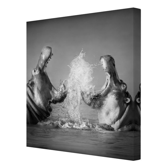 Leinwandbild Schwarz-Weiß - Hippo Fight - Quadrat 1:1