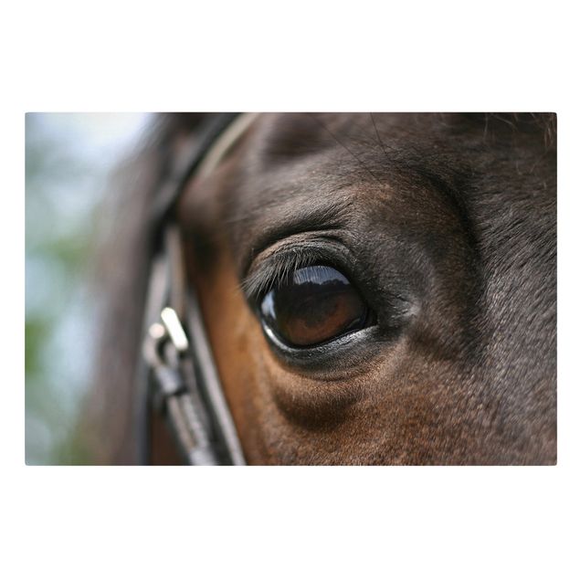 Leinwandbild - Horse Eye - Quer 3:2