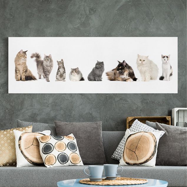 Leinwandbild - Katzenbande - Panorama Quer