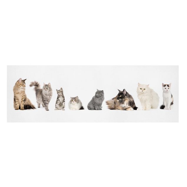 Leinwandbild - Katzenbande - Panorama Quer
