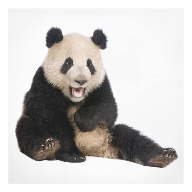 Leinwandbild - Lachender Panda - Quadrat 1:1