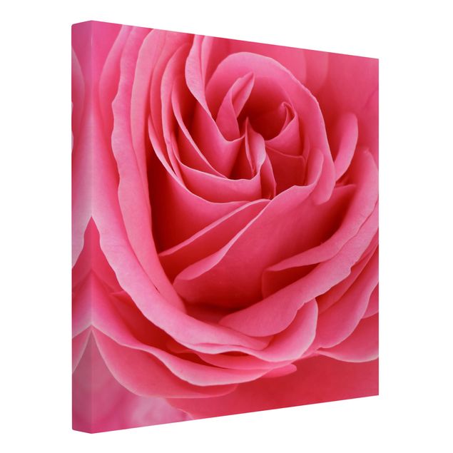 Leinwandbild - Lustful Pink Rose - Quadrat 1:1