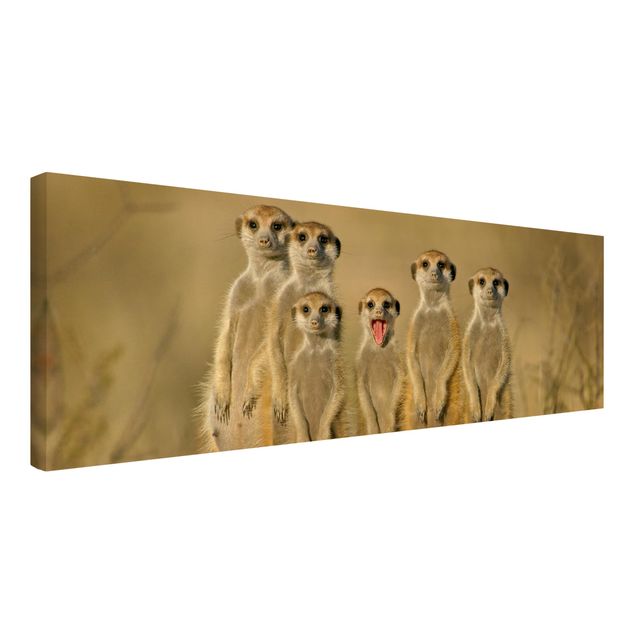 Leinwandbild - Meerkat Family - Panorama Quer