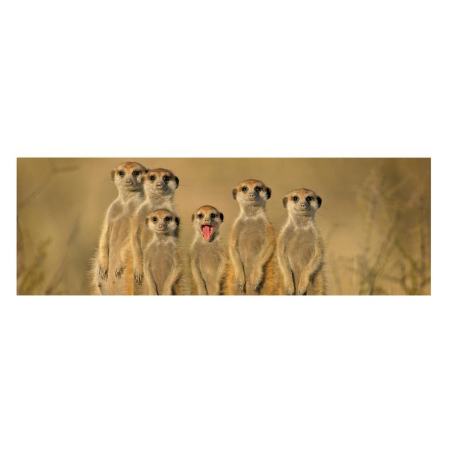 Leinwandbild - Meerkat Family - Panorama Quer