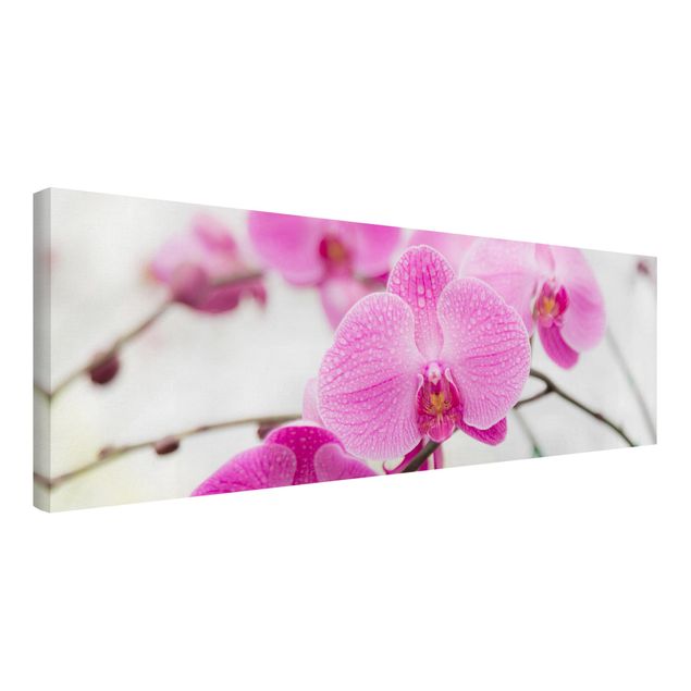Leinwandbild - Nahaufnahme Orchidee - Panorama Quer