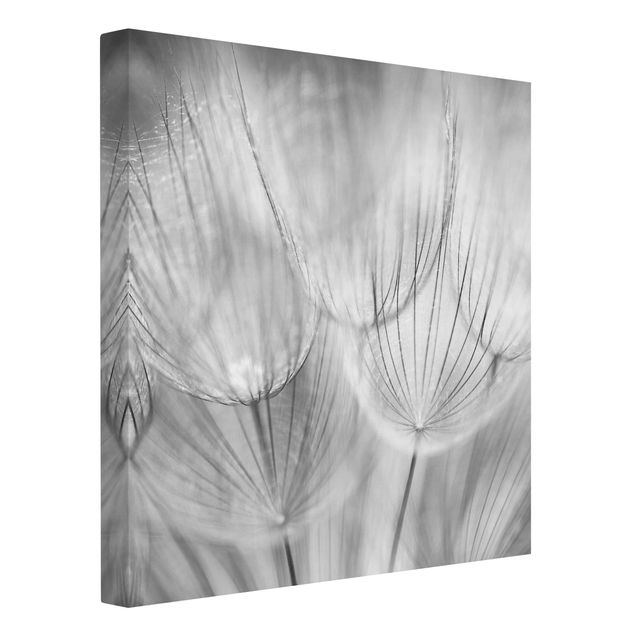 Leinwandbild- Pusteblumen Makroaufnahme in schwarz weiß - Quadrat 1:1