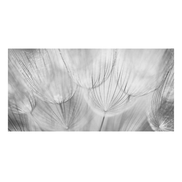 Leinwandbild - Pusteblumen Makroaufnahme in schwarz weiss - Quer 2:1