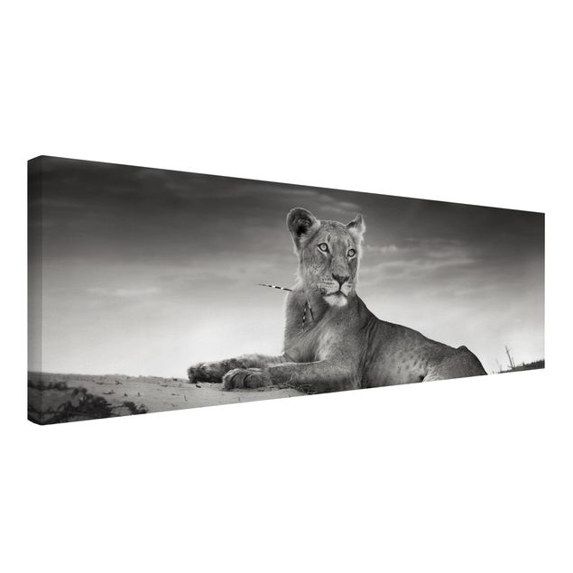 Leinwandbild Schwarz-Weiß - Resting Lion - Panoramabild Quer