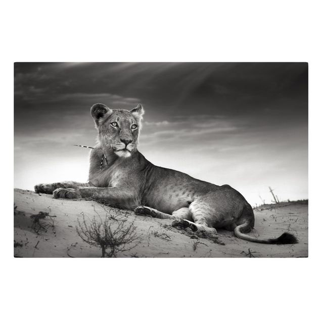 Leinwandbild Schwarz-Weiß - Resting Lion - Quer 3:2