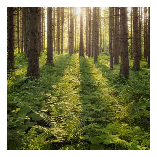 Leinwandbild - Sonnenstrahlen in grünem Wald - Quadrat 1:1