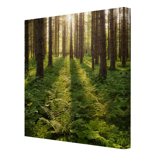 Leinwandbild - Sonnenstrahlen in grünem Wald - Quadrat 1:1