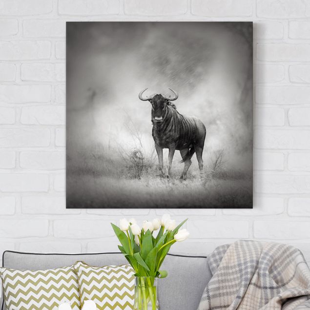 Leinwandbild Schwarz-Weiß - Staring Wildebeest - Quadrat 1:1