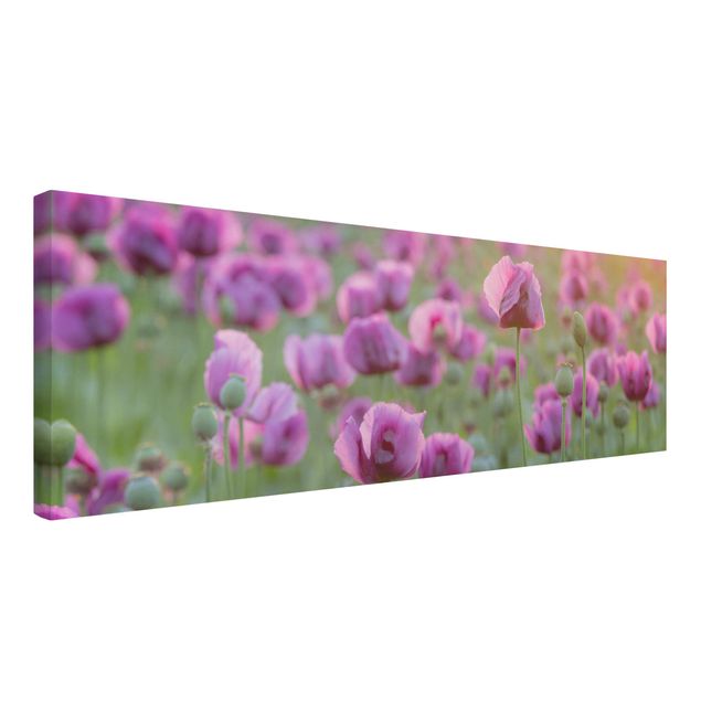 Leinwandbild - Violette Schlafmohn Blumenwiese im Frühling - Quer 3:2