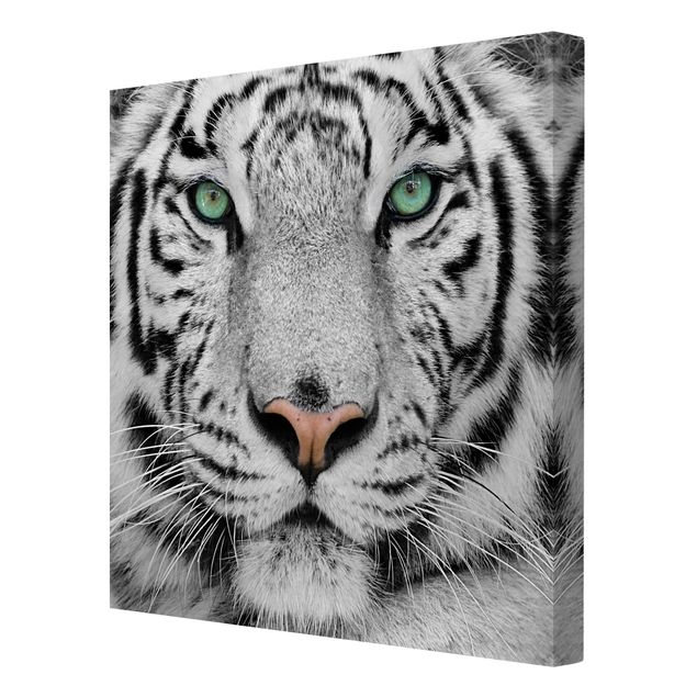 Leinwandbild Schwarz-Weiß - Weißer Tiger - Quadrat 1:1