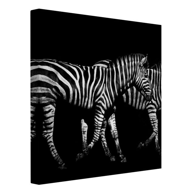 Leinwandbild - Zebra vor Schwarz - Quadrat 1:1