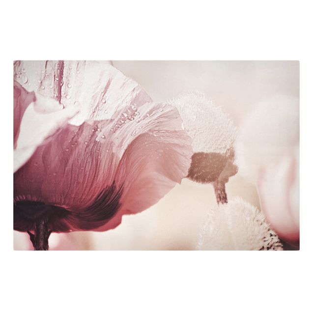 Leinwandbild - Zartrosane Mohnblüte mit Wassertropfen - Querformat 3:2
