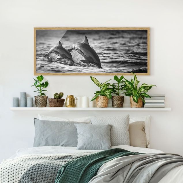 Bild mit Rahmen - Zwei springende Delfine - Panorama Querformat