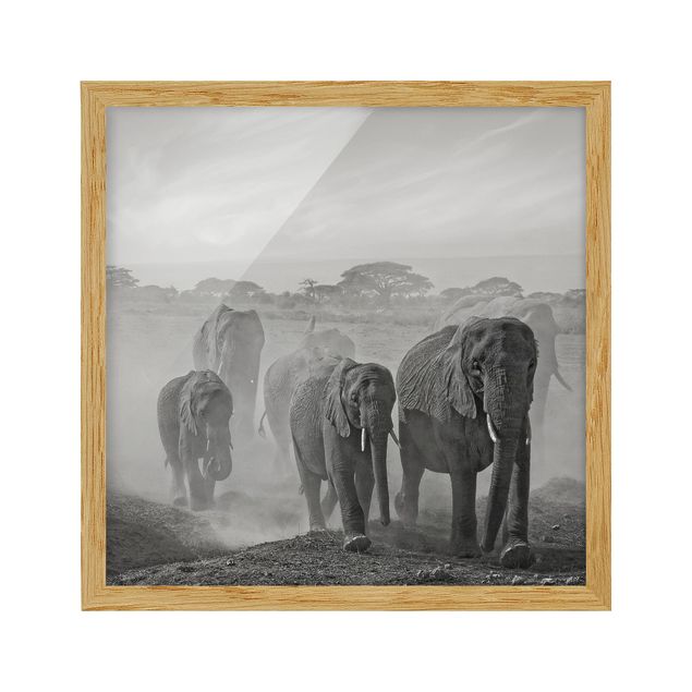 Bild mit Rahmen - Elefantenherde - Quadrat 1:1
