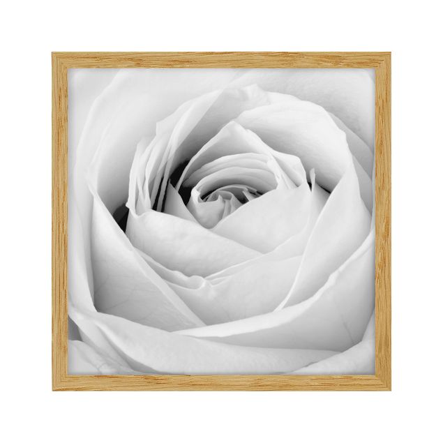 Bild mit Rahmen - Close Up Rose - Quadrat 1:1