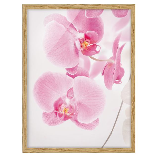 Bild mit Rahmen - Delicate Orchids - Hochformat 3:4