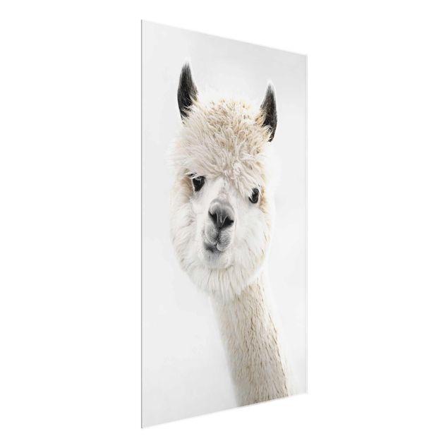 Glasbild - Alpaka Portrait - Hochformat