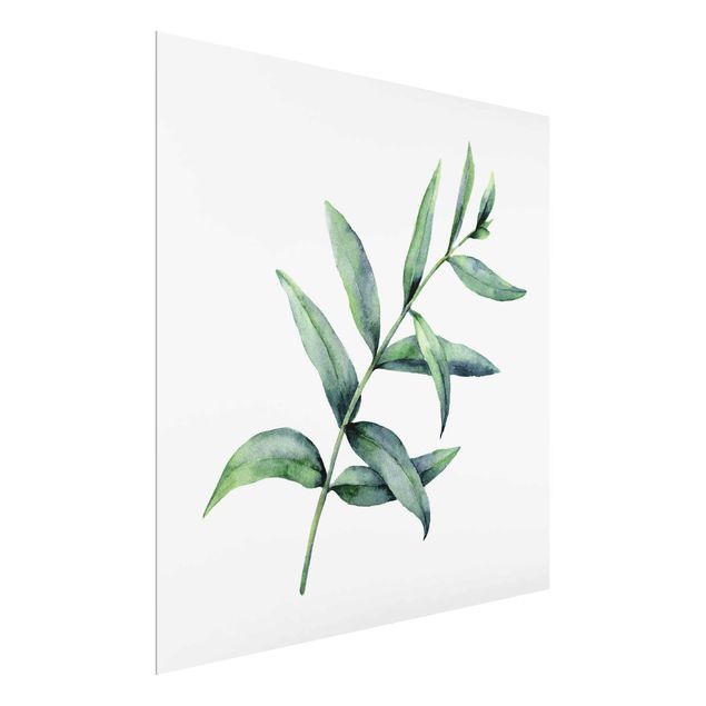 Glasbild - Aquarell Eucalyptus I - Quadrat