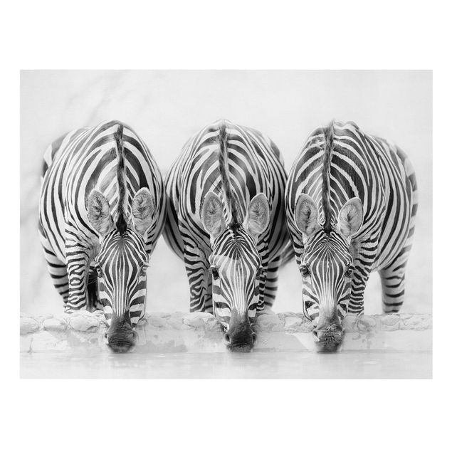 Leinwandbild - Zebra Trio schwarz-weiß - Querformat 3:4