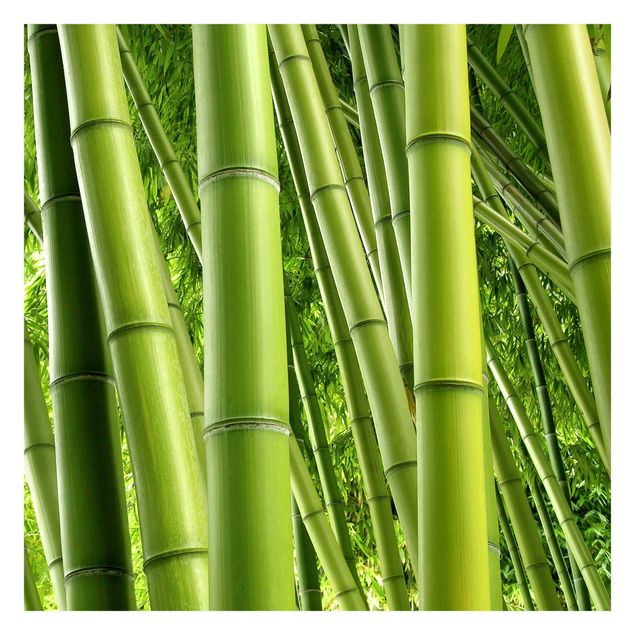 Fototapete - Bamboo Trees