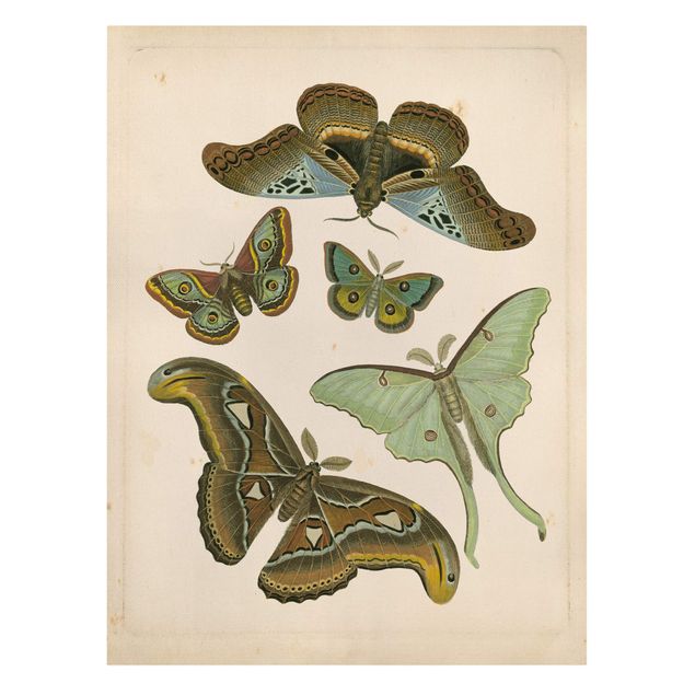 Leinwandbild - Vintage Illustration Exotische Schmetterlinge II - Hochformat 4:3