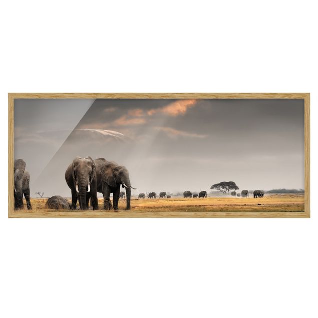 Bild mit Rahmen - Elefanten der Savanne - Panorama Querformat