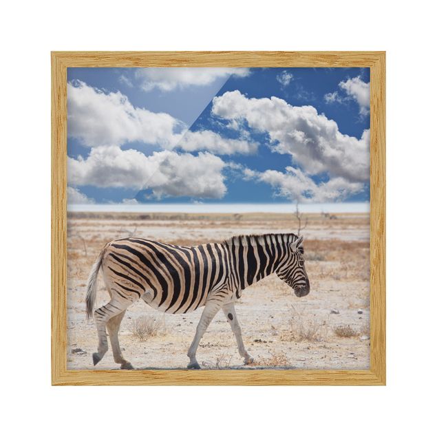 Bild mit Rahmen - Zebra in der Savanne - Quadrat 1:1
