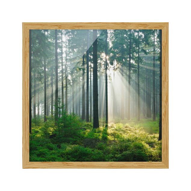 Bild mit Rahmen - Enlightened Forest - Quadrat 1:1