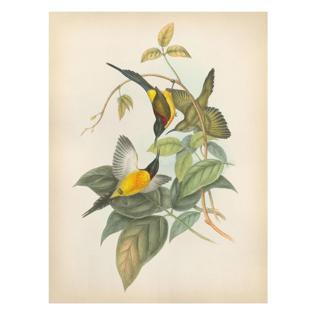 Leinwandbild - Vintage Illustration Tropische Vögel IV - Hochformat 4:3