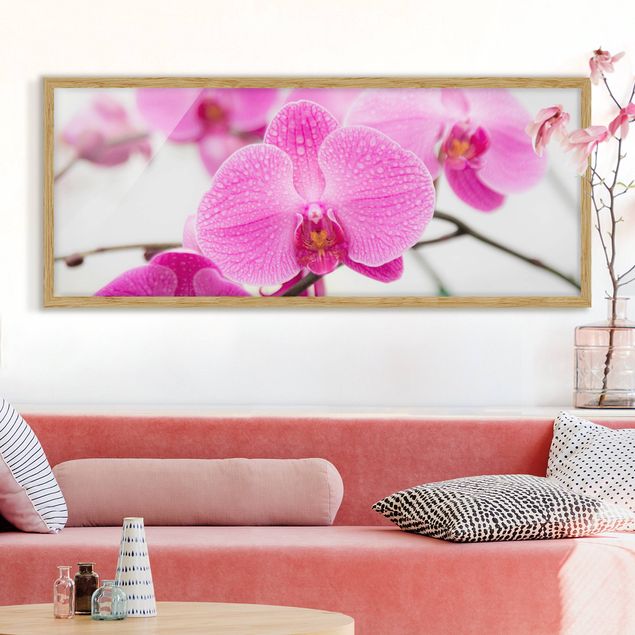 Bild mit Rahmen - Nahaufnahme Orchidee - Panorama Querformat