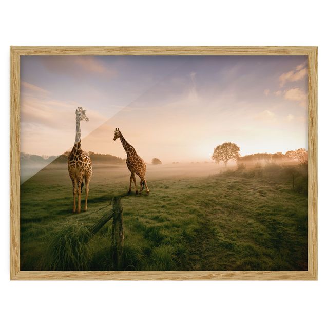 Bild mit Rahmen - Surreal Giraffes - Querformat 3:4
