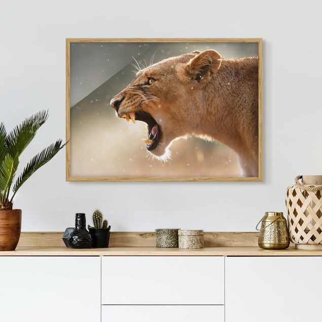 Bild mit Rahmen - Löwin auf der Jagd - Querformat 3:4