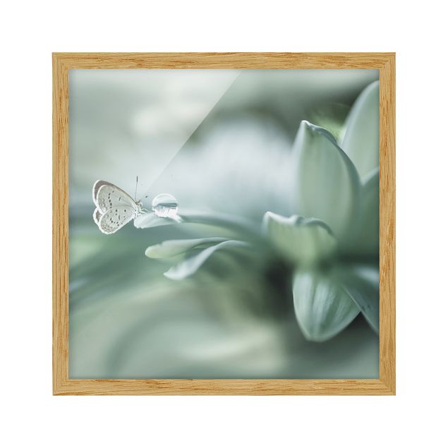 Bild mit Rahmen - Schmetterling und Tautropfen in Pastellgrün - Quadrat 1:1