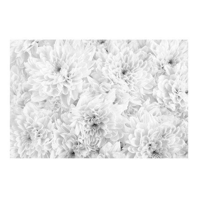 Fototapete - Dahlien Blumenmeer Schwarz-Weiß - Querformat