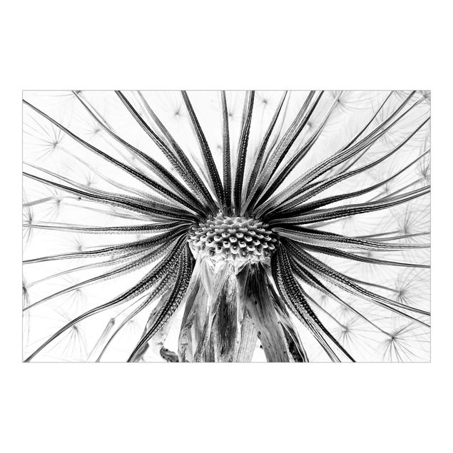 Fototapete - Dandelion Close Up Schwarz-Weiß - Querformat