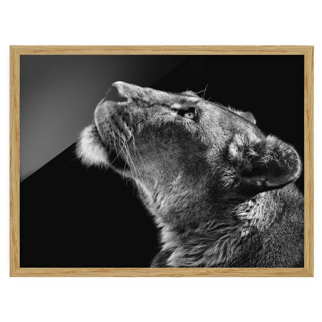 Bild mit Rahmen - Portrait einer Löwin - Querformat 3:4
