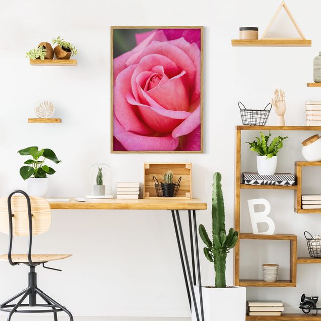 Bild mit Rahmen - Pinke Rosenblüte vor Grün - Hochformat 4:3