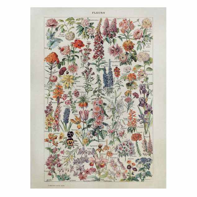 Leinwandbild - Vintage Lehrtafel Blumen V - Hochformat 4:3
