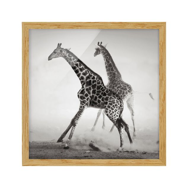 Bild mit Rahmen - Giraffenjagd - Quadrat 1:1