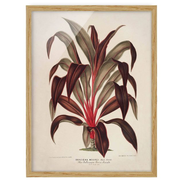 Bild mit Rahmen - Botanik Vintage Illustration Drachenbaum - Hochformat 4:3