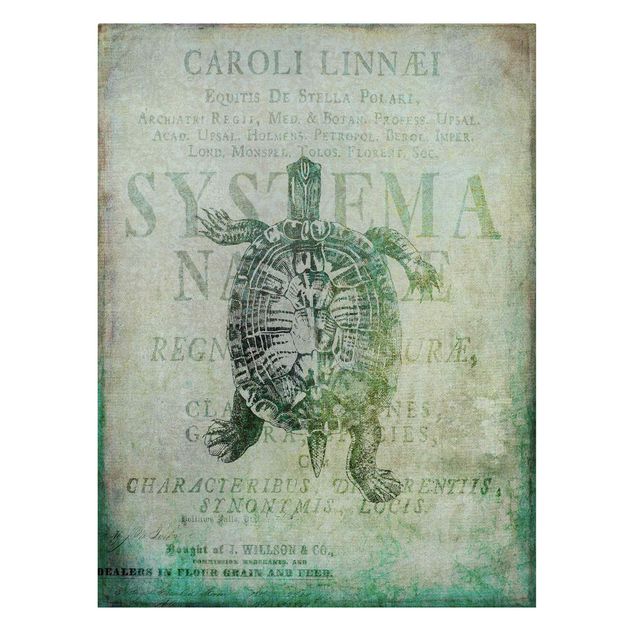 Leinwandbild - Vintage Collage - Antike Schildkröte - Hochformat 4:3